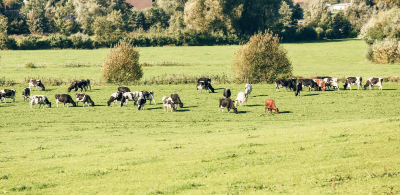 Kühe auf der Weide