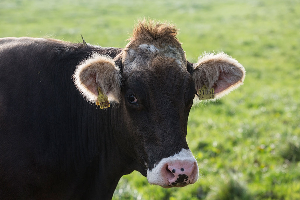 Eine unserer Braunvieh-Kühe