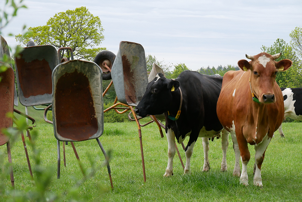 Neugierige Kühe inspizieren die Schiebkarren