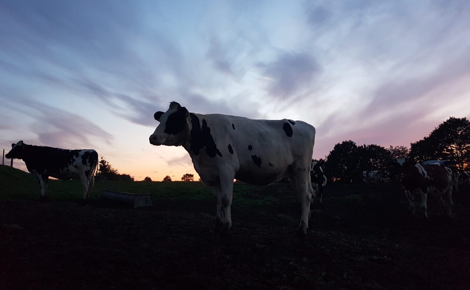 Hof Koberg - Kühe vor dem Abendhimmel