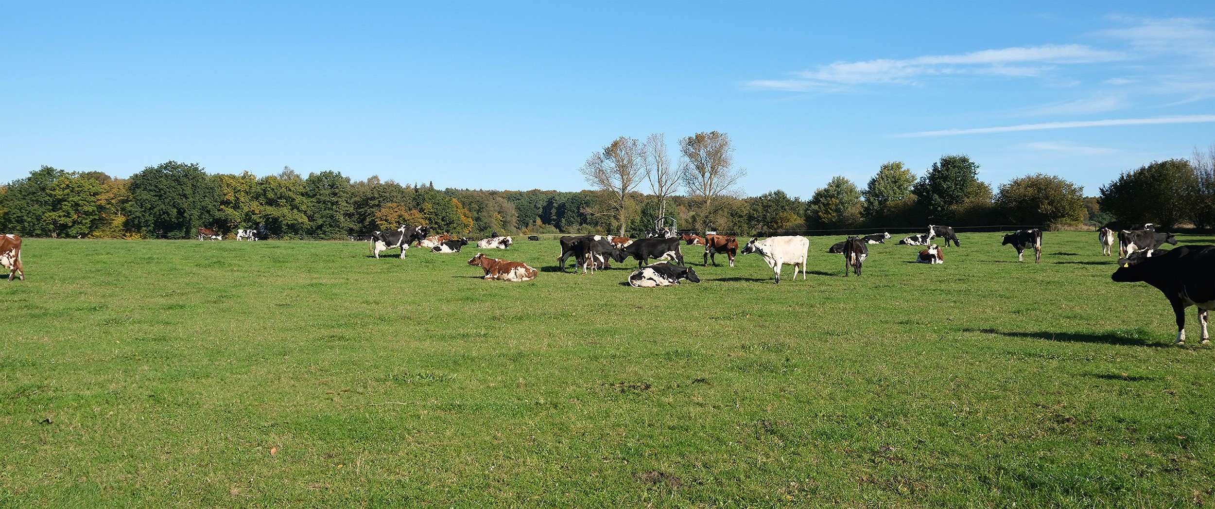 Hamfelder Hof Milch, länger haltbar