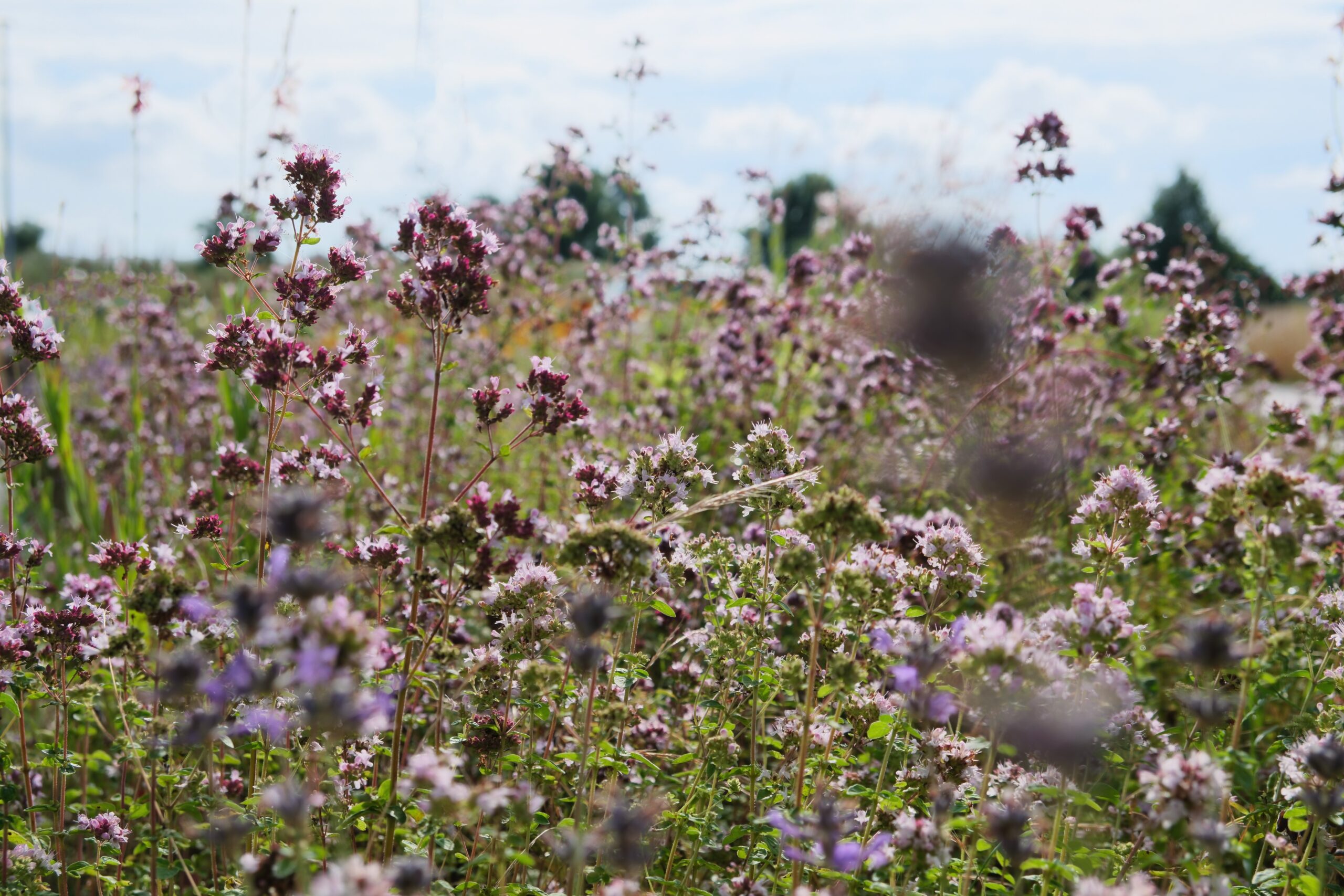 Wildkräuterspaziergang 16.05.2026 Hamfelder Höfeladen Mühlenrade